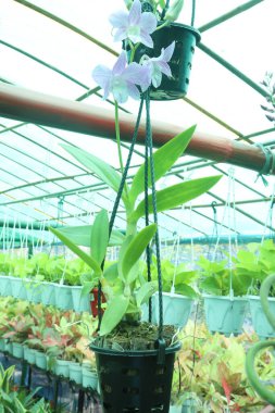 Phalaenopsis schilleriana orkide çiçeği fidanlığında satılıktır. Düşük ışık gereksinimleri bunu pencere pervazı ve ışık altı üreticileri için uygun bir tür yapar