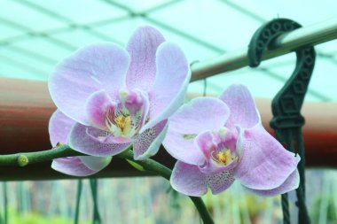 Phalaenopsis schilleriana orkide çiçeği fidanlığında satılıktır. Düşük ışık gereksinimleri bunu pencere pervazı ve ışık altı üreticileri için uygun bir tür yapar