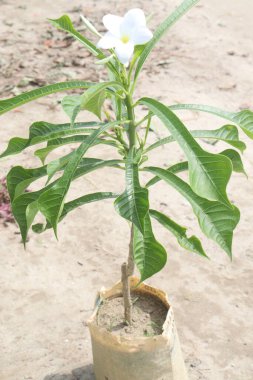 Plumeria pudica flower plant on nursery for sell are cash crops. have anti-allergic, laxative, carminative, cytotoxic, anti-microbial, anti-inflammatory, antiulcer, anti-leprosy, diuretic,anti-ascites