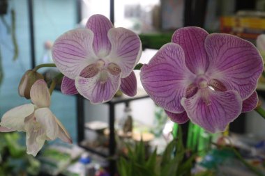 Phalaenopsis schilleriana orkide çiçeği fidanlığında satılıktır. Düşük ışık gereksinimleri bunu pencere pervazı ve ışık altı üreticileri için uygun bir tür yapar