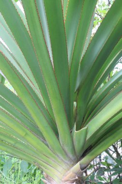 Pandanus Sektorius 'un çocuk odasındaki ilaç fabrikası nakit ürünleri. Yerliler tarafından mide spazmı, baş ağrısı ve eklem iltihabı gibi hastalıkların tedavisinde kullanılır.