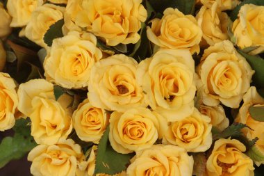 Dükkanda satılacak sarı renkli gül nakit mahsuldür.