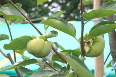 raw persimmon on tree in farm for harvest are cash crops clipart