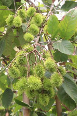 Hasat için çiftlikteki ağaçta duran Rambutan 'lar nakit mahsulüdür. Sindirim sistemine yardım et. Rambutan 'daki diyet lifleri dışkıya kitle ekleyerek ve etki etmesini önleyerek kabızlığı azaltmaya yardımcı olabilir.