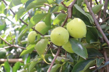 raw persimmon on tree in farm for harvest are cash crops clipart