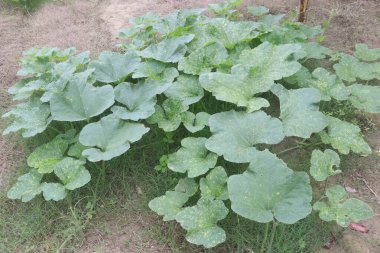 pumpkin plant on farm for harvest are cash crops