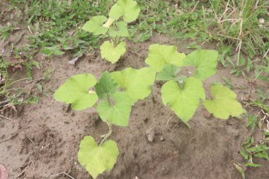 pumpkin plant on farm for harvest are cash crops