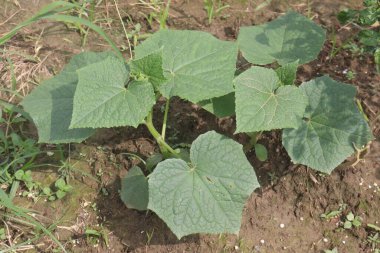 pumpkin plant on farm for harvest are cash crops