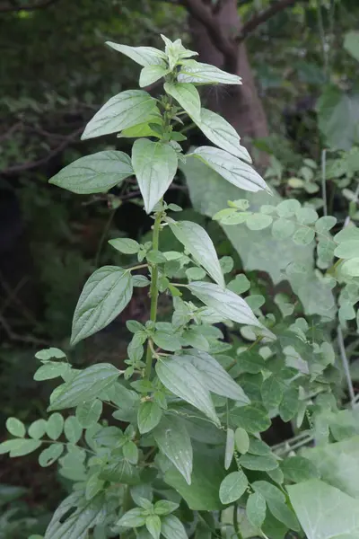 Parietaria officinalis ormandaki tıbbi bitki. İdrar söktürücü. Kronik öksürükleri dindirmek ve yaralar ve yanıklar için merhem olarak