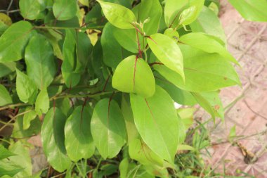 Çiftlikteki Schisandra chinensis meyve fabrikası hasat için nakit mahsuldür. Kas aktivitesi için kullanılır, radyasyona karşı korunur, enfeksiyonu önler, hücresel seviyede enerjiyi arttırır.