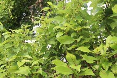 Çiftlikteki Schisandra chinensis meyve fabrikası hasat için nakit mahsuldür. Kas aktivitesi için kullanılır, radyasyona karşı korunur, enfeksiyonu önler, hücresel seviyede enerjiyi arttırır.