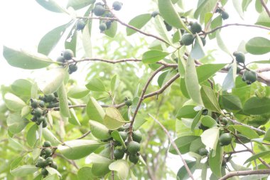 Kreşteki çilekli guavalar satılık nakit mahsullerdir. A, C vitaminleri, sindirim sistemini düzenleyen lifler bağışıklık sistemini güçlendiren antioksidanlar, iltihabı azaltan ilaçlar.
