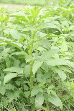 scrophularia umbrosa plant on farm for harvest are cash crops. The nectar-rich flowers are a magnet for pollinators such as bees and butterflies, turning your garden into a lively ecosystem clipart