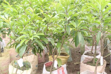 Çocuk odasında satılan Sapodilla bitkisi nakit mahsulleri. Beslenme lifleri var. Lifler bağırsak sağlığını geliştirir. Ayrıca kendini daha uzun süre dolu hissetmeni ve kan şekerini kontrol etmeni sağlar.