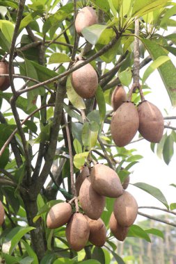 Çiftlikteki ağaçtaki sapodilla, hasat için nakit mahsuldür. Beslenme lifleri var. Lifler bağırsak sağlığını geliştirir. Ayrıca kendini daha uzun süre dolu hissetmeni ve kan şekerini kontrol etmeni sağlar.
