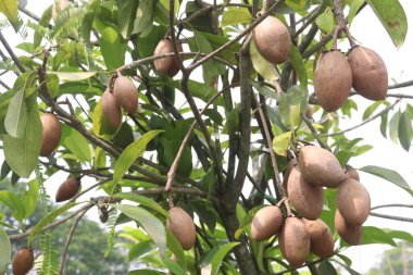 Çiftlikteki ağaçtaki sapodilla, hasat için nakit mahsuldür. Beslenme lifleri var. Lifler bağırsak sağlığını geliştirir. Ayrıca kendini daha uzun süre dolu hissetmeni ve kan şekerini kontrol etmeni sağlar.