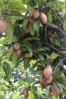 Çiftlikteki ağaçtaki sapodilla, hasat için nakit mahsuldür. Beslenme lifleri var. Lifler bağırsak sağlığını geliştirir. Ayrıca kendini daha uzun süre dolu hissetmeni ve kan şekerini kontrol etmeni sağlar.