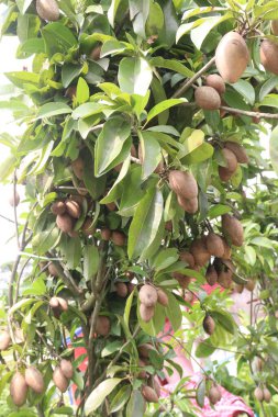 Çiftlikteki ağaçtaki sapodilla, hasat için nakit mahsuldür. Beslenme lifleri var. Lifler bağırsak sağlığını geliştirir. Ayrıca kendini daha uzun süre dolu hissetmeni ve kan şekerini kontrol etmeni sağlar.
