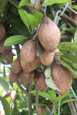 Çiftlikteki ağaçtaki sapodilla, hasat için nakit mahsuldür. Beslenme lifleri var. Lifler bağırsak sağlığını geliştirir. Ayrıca kendini daha uzun süre dolu hissetmeni ve kan şekerini kontrol etmeni sağlar.