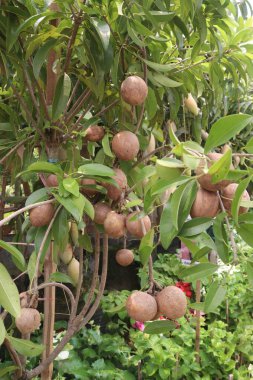 Çiftlikteki ağaçtaki sapodilla, hasat için nakit mahsuldür. Beslenme lifleri var. Lifler bağırsak sağlığını geliştirir. Ayrıca kendini daha uzun süre dolu hissetmeni ve kan şekerini kontrol etmeni sağlar.