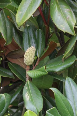 Southern magnolia flower plant on nursery for sell are cash crops. bud is used for stuffy nose, runny nose, common cold, sinus pain, hay fever, headache, facial dark spots, gums for toothaches clipart