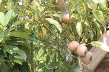 Çiftlikteki ağaçtaki sapodilla, hasat için nakit mahsuldür. Beslenme lifleri var. Lifler bağırsak sağlığını geliştirir. Ayrıca kendini daha uzun süre dolu hissetmeni ve kan şekerini kontrol etmeni sağlar.