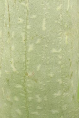Çiftlikte hasatta sünger kabağı nakit paradır. Vitaminler, beslenme, mineraller, kalsiyum, magnezyum, potasyum. Sağlıklı kemiklere, kaslara, kalp fonksiyonlarına, diyete yardımcı olur. optimal sağlık desteği