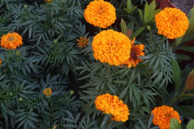 Turuncu kadife çiçeği çiftlikte satılır ve düğün nakit mahsuldür.