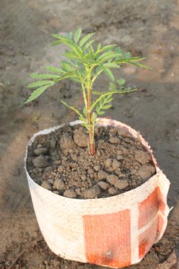 Marigold çiçeği fidanlığında satılık nakit mahsuller var.