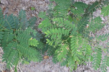 tamarind plant seedling on farm for sell are cash crops. is a leguminous tree bearing edible fruit that is indigenous.contains only this species. It belongs to the family Fabaceae clipart