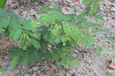 Çiftlikteki demirhindi fabrikası nakit mahsulü. Lezbiyen, yenilebilir meyve veren bir ağaçtır. Sadece bu türü içerir. Fabaceae ailesine ait.