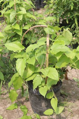 Thunbergia Laurifolia çiçeği, fidanlıkta satılan bitkisel ilaç bitkisi nakit mahsulleri. Gıda zehirlenmesi ve antioksidan, antiinflamatuar gibi ağır filtokimyasal bileşikler için kullanılır.