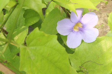 Thunbergia laurifolia flower, herbal medicine plant on nursery for sell are cash crops. used for food poisoning and overwhelming phytochemical compounds such as antioxidant, anti inflammatory clipart