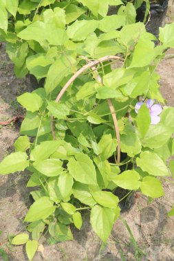 Thunbergia Laurifolia çiçeği, fidanlıkta satılan bitkisel ilaç bitkisi nakit mahsulleri. Gıda zehirlenmesi ve antioksidan, antiinflamatuar gibi ağır filtokimyasal bileşikler için kullanılır.