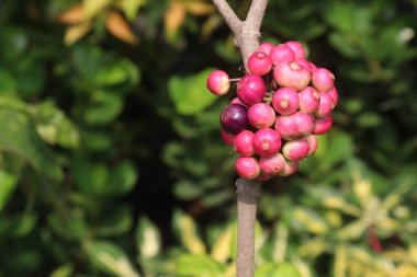 Bebek odasındaki ağaçta satılık Syzygium polyanthum küçük meyvesi nakit mahsuldür. İshal, romatizma, diyabet, hipertansiyon ve genel vücut sağlığı bakımını tedavi edin.