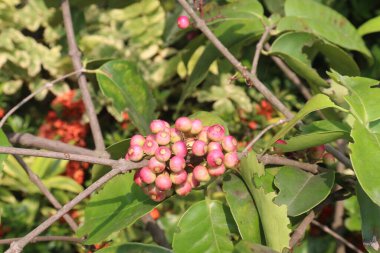 Bebek odasındaki ağaçta satılık Syzygium polyanthum küçük meyvesi nakit mahsuldür. İshal, romatizma, diyabet, hipertansiyon ve genel vücut sağlığı bakımını tedavi edin.