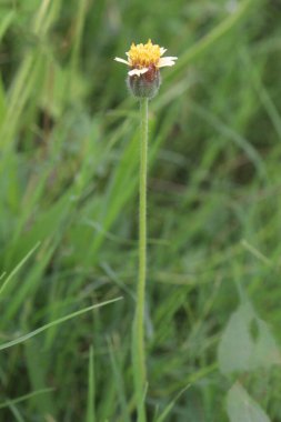 Tridax procumbens flower plant on nursery for sell are cash crops. treat wound healing. have anticoagulant, antifungal. strongly proven for its Anti inflammatory, Analgesic activity in animal studies clipart