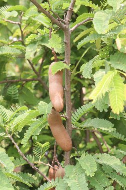 Çiftlikteki ağaçta satılan demirhindi nakit mahsuldür. Lezbiyen, yenilebilir meyve veren bir ağaçtır. Sadece bu türü içerir. Fabaceae ailesine ait.