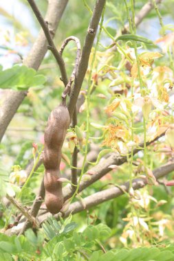 tamarind on tree in farm for sell are cash crops. is a leguminous tree bearing edible fruit that is indigenous.contains only this species. It belongs to the family Fabaceae clipart