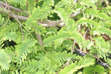 Çiftlikteki ağaçta satılan demirhindi nakit mahsuldür. Lezbiyen, yenilebilir meyve veren bir ağaçtır. Sadece bu türü içerir. Fabaceae ailesine ait.