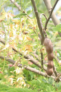 Çiftlikteki ağaçta satılan demirhindi nakit mahsuldür. Lezbiyen, yenilebilir meyve veren bir ağaçtır. Sadece bu türü içerir. Fabaceae ailesine ait.