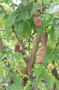 Çiftlikteki ağaçta satılan demirhindi nakit mahsuldür. Lezbiyen, yenilebilir meyve veren bir ağaçtır. Sadece bu türü içerir. Fabaceae ailesine ait.