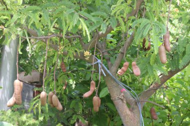 tamarind on tree in farm for sell are cash crops. is a leguminous tree bearing edible fruit that is indigenous.contains only this species. It belongs to the family Fabaceae clipart