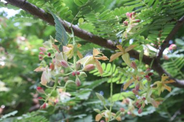 tamarind on tree in farm for sell are cash crops. is a leguminous tree bearing edible fruit that is indigenous.contains only this species. It belongs to the family Fabaceae clipart