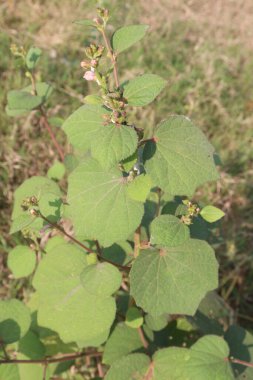 Urena lobata flower plant on field for harvest are cash crops. treat diabetes, gonorrhea, malaria, dysentery, abdominal colic, nausea, rheumatism, and edema in folk medicines clipart