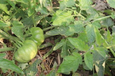 Çiftlikteki ağaçtaki lezzetli ve sağlıklı çiğ domatesler hasat için nakit mahsulleridir.