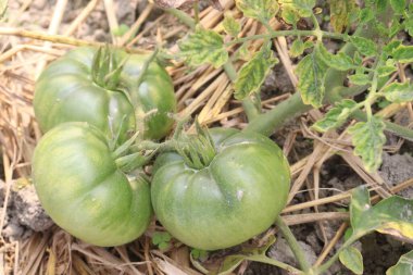 Çiftlikteki ağaçtaki lezzetli ve sağlıklı çiğ domatesler hasat için nakit mahsulleridir.