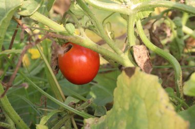 tasty and healthy ripe tomato on tree in farm for harvest are cash crops