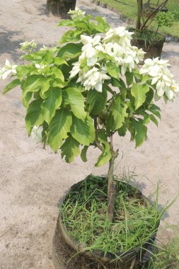 white colored Mussaenda flower plant on farm for sell are cash crops clipart