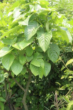 Çiftlikteki beyaz renkli Mussaenda çiçek bitkisi nakit mahsulleri.